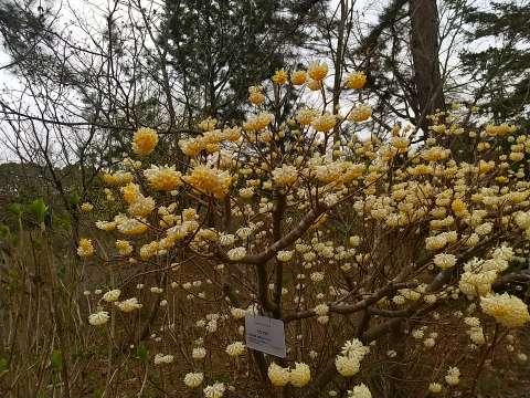 ミツマタの花 多数