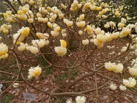 ミツマタの花の時期