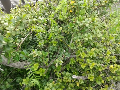 イヌツゲ 挿し木 植物の秘島