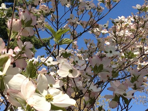 ハナミズキの花 (1)