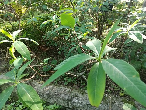 日光にあたるミツマタ の葉