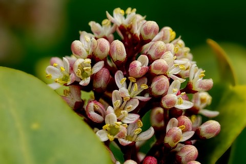 月桂樹の花 (4)