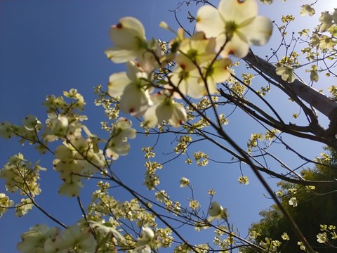 ハナミズキ 花の裏