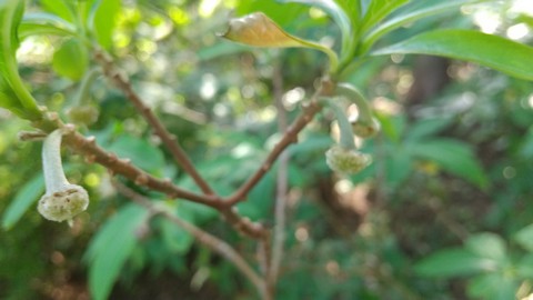 ミツマタ 梅雨期に実がつく