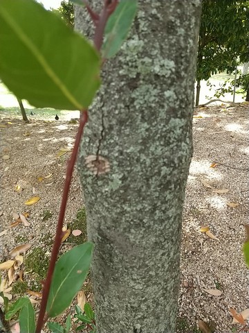 月桂樹 挿し木方法　地表から伸びる枝