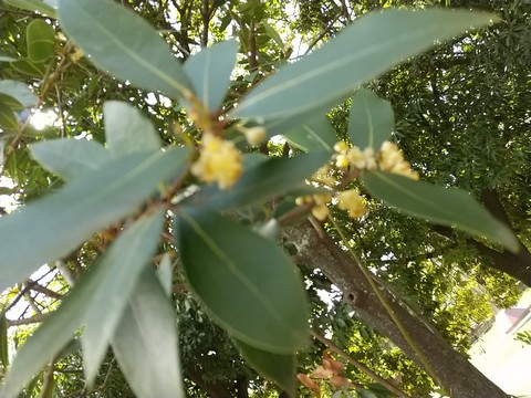 月桂樹の花2 画像