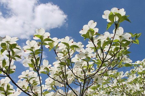 ハナミズキの花 (4)