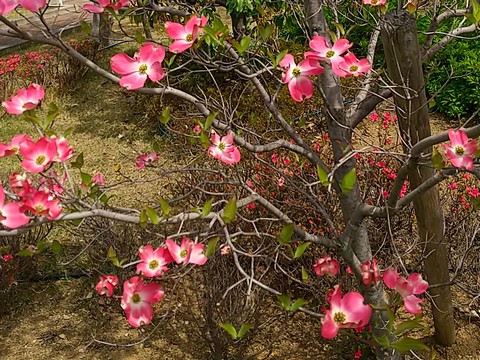 ハナミズキ 挿し木方法 時期 植物の秘島