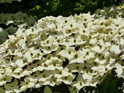 ハナミズキの花 (3)