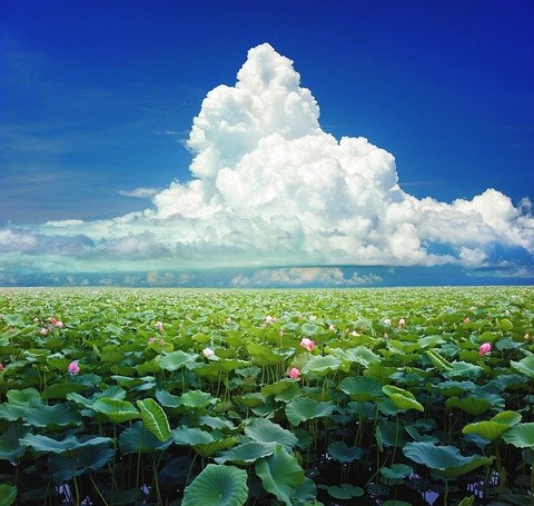 ハスの種類 花の色や名前 植物の秘島