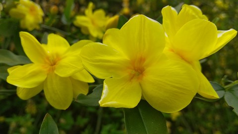 雲南黄梅(ウンナンオウバイ)の花画像