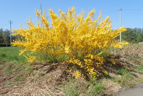 レンギョウの花