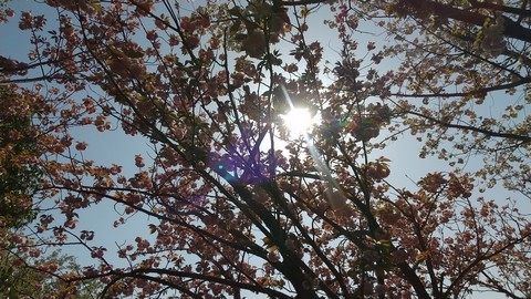 ボタン桜(牡丹桜) 写真画像 (1)