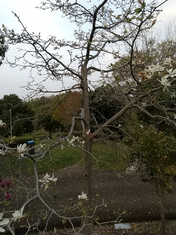 辛夷 木蓮の違い 実や挿し木 植物の秘島