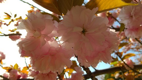 ボタン桜の時期 花言葉 植物の秘島