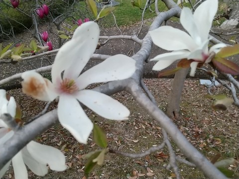 辛夷の花の付き方