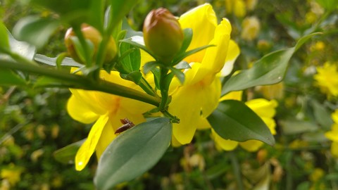 雲南黄梅(ウンナンオウバイ)の花と蕾 画像