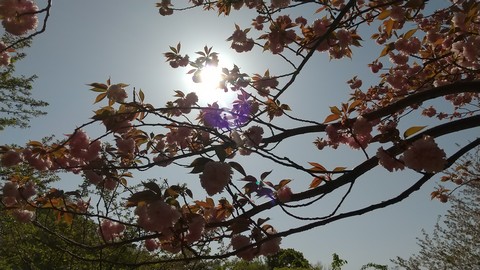 ボタン桜(牡丹桜) 写真画像 (3)