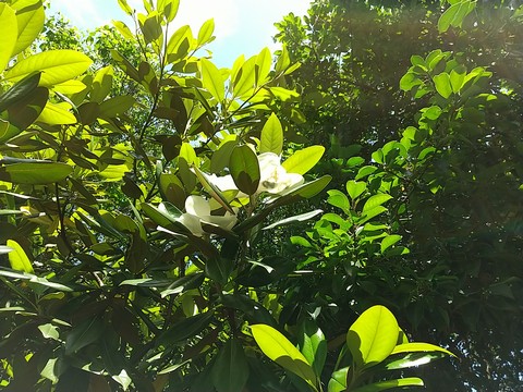 タイサンボク 開花