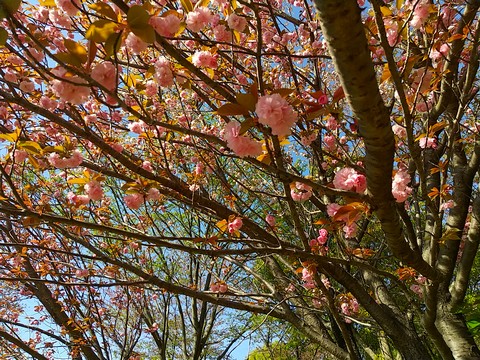 ボタン桜の時期 花言葉 植物の秘島