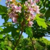 トマト 挿し木 デメリット 植物の秘島