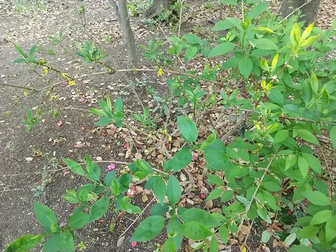 レンギョウ 挿し木の仕方と時期 植物の秘島