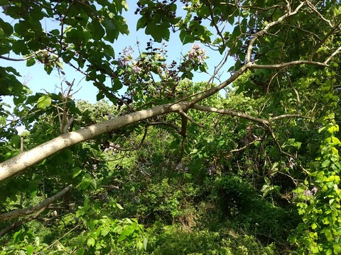 桐 実や花の時期 庭木としては 植物の秘島