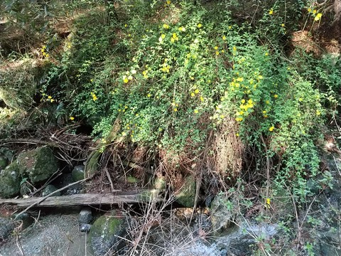 川に自生する山吹