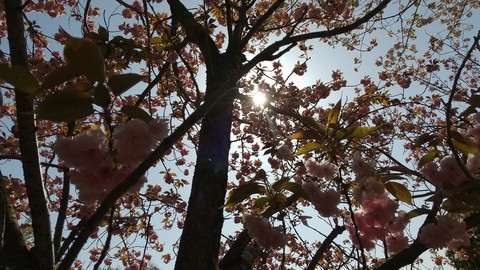 ボタン桜(牡丹桜) 写真画像 (2)