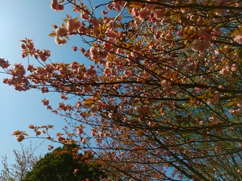 ボタン桜(牡丹桜)の葉と花 写真画像 (5)