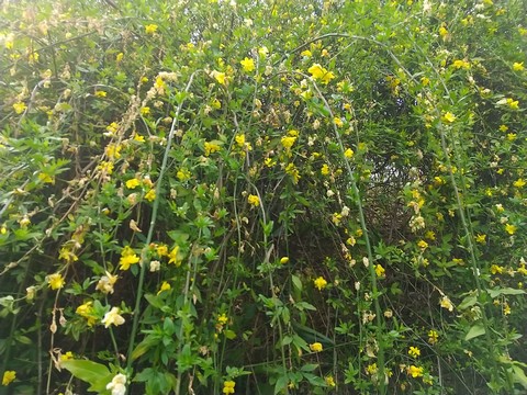 雲南黄梅(ウンナンオウバイ)の開花すぐ 画像