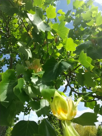 ユリノキ 香りと挿し木 植物の秘島