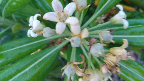 トベラ 開花結実