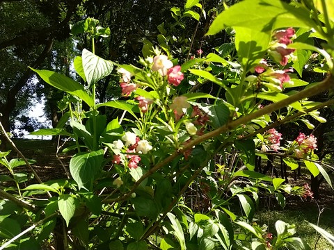 ハコネウツギ 花