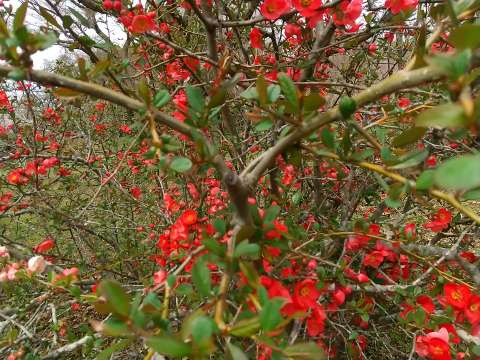 木瓜 挿し木時期は花の頃