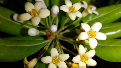 トベラ 夜 花開花