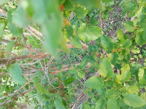 桑 の 木 挿し木 やり方 Englnshont