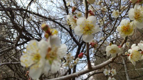 木瓜と梅 違い 梅の花