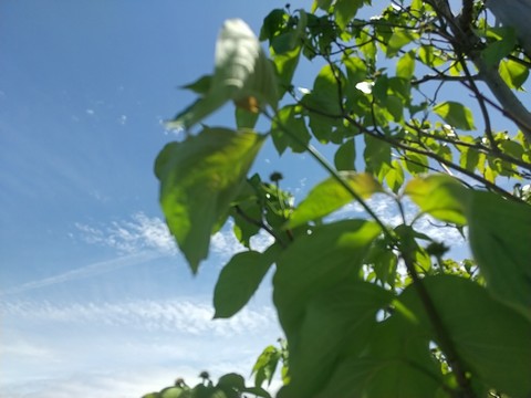 広い場所い植えられるハナミズキ