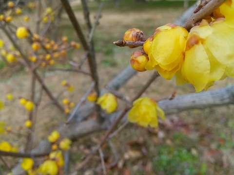 蝋梅 花 蕾