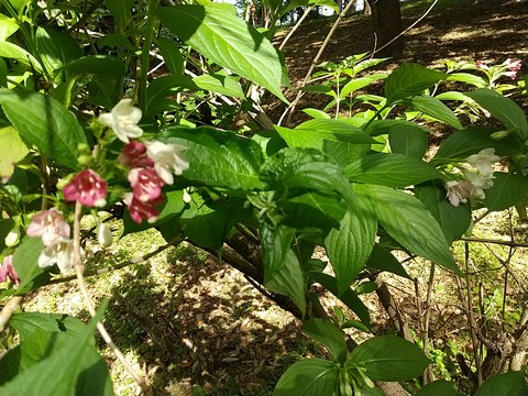 ハコネウツギ 花赤白