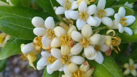 トベラ 黄色くなった花