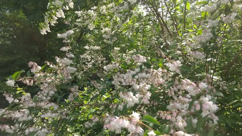 更紗ウツギ 花開花