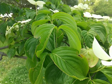 ハナミズキ 害虫にかじられた葉