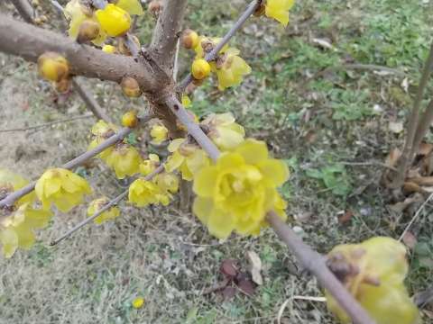 蝋梅 花が蝋細工のよう