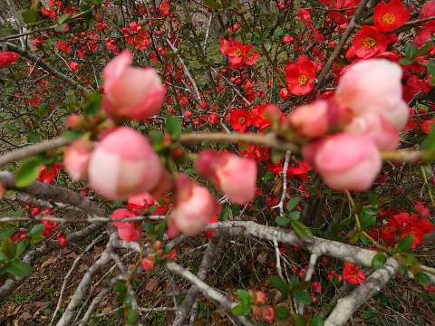 木瓜 花と蕾