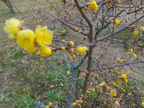 蝋梅の枝