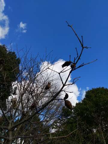 蝋梅 枝につく種