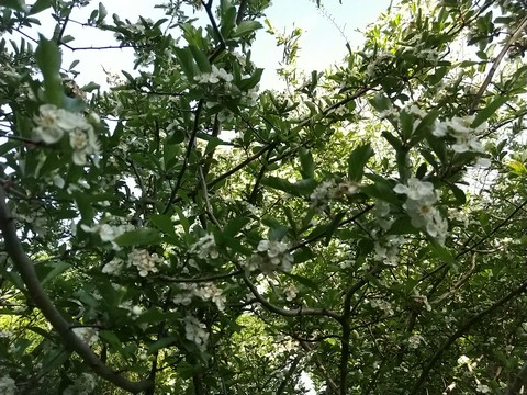 ユスラウメ 枝と花