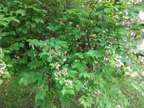 タニウツギ 葉と花写真